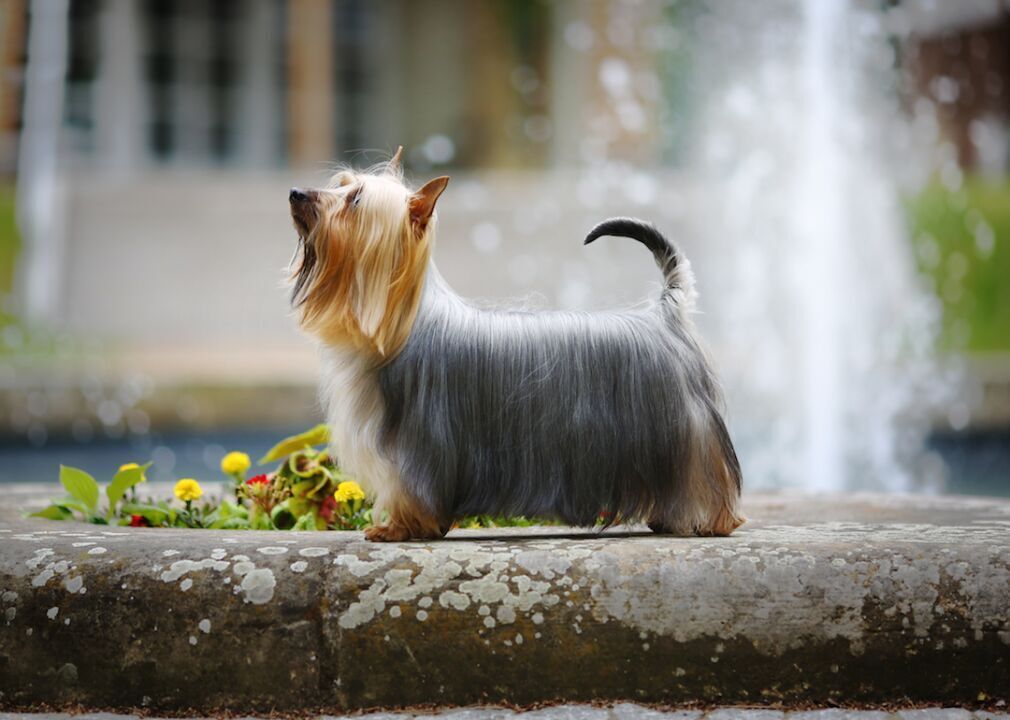 #56. Silky terrier (tie)